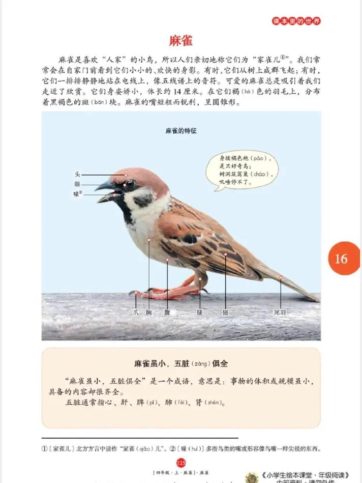 女总裁的全能兵王萧晨：免费在线阅读全文